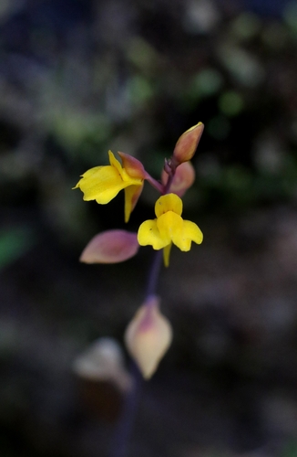 Bifid Bladderwort (Utricularia bifida)