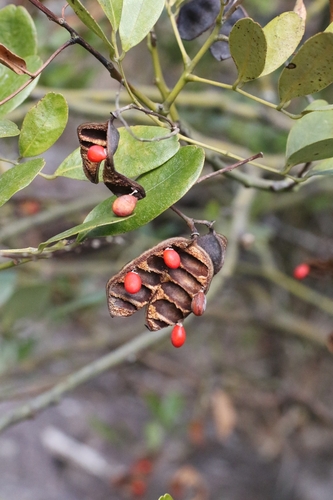Shrubby Ormosia (Ormosia emarginata)