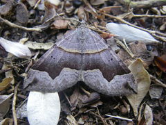 Scotopteryx moeniata