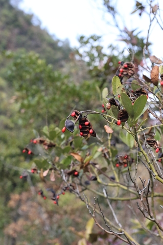 Ormosia emarginata, photograph 4