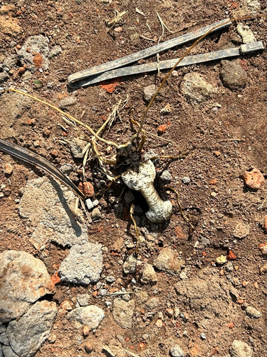 Petrognatha gigas