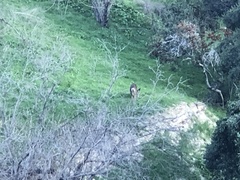 Odocoileus hemionus