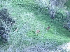 Odocoileus hemionus