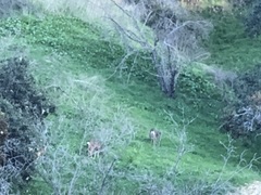Odocoileus hemionus