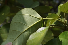 Endospermum chinense