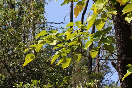 Endospermum chinense, photograph 1