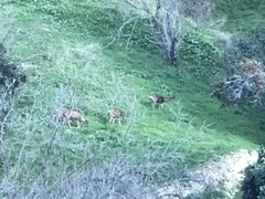 Odocoileus hemionus