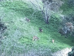 Odocoileus hemionus