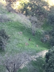 Odocoileus hemionus
