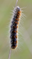 Eriogaster lanestris