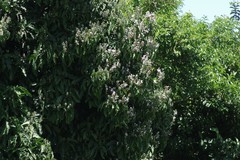 Justicia adhatodoides