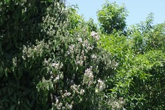 Justicia adhatodoides