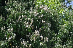 Justicia adhatodoides