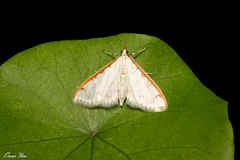 Palpita warrenalis