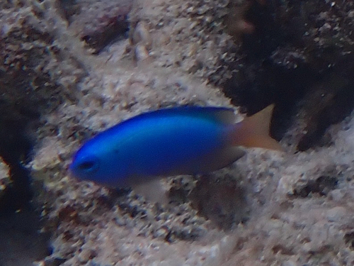 Pomacentrus coelestis