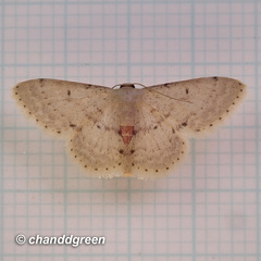 Idaea ptyonopoda