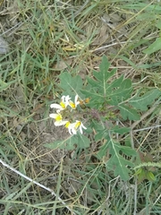 Solanum grayi