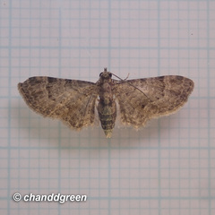 Glaucoclystis immixtaria