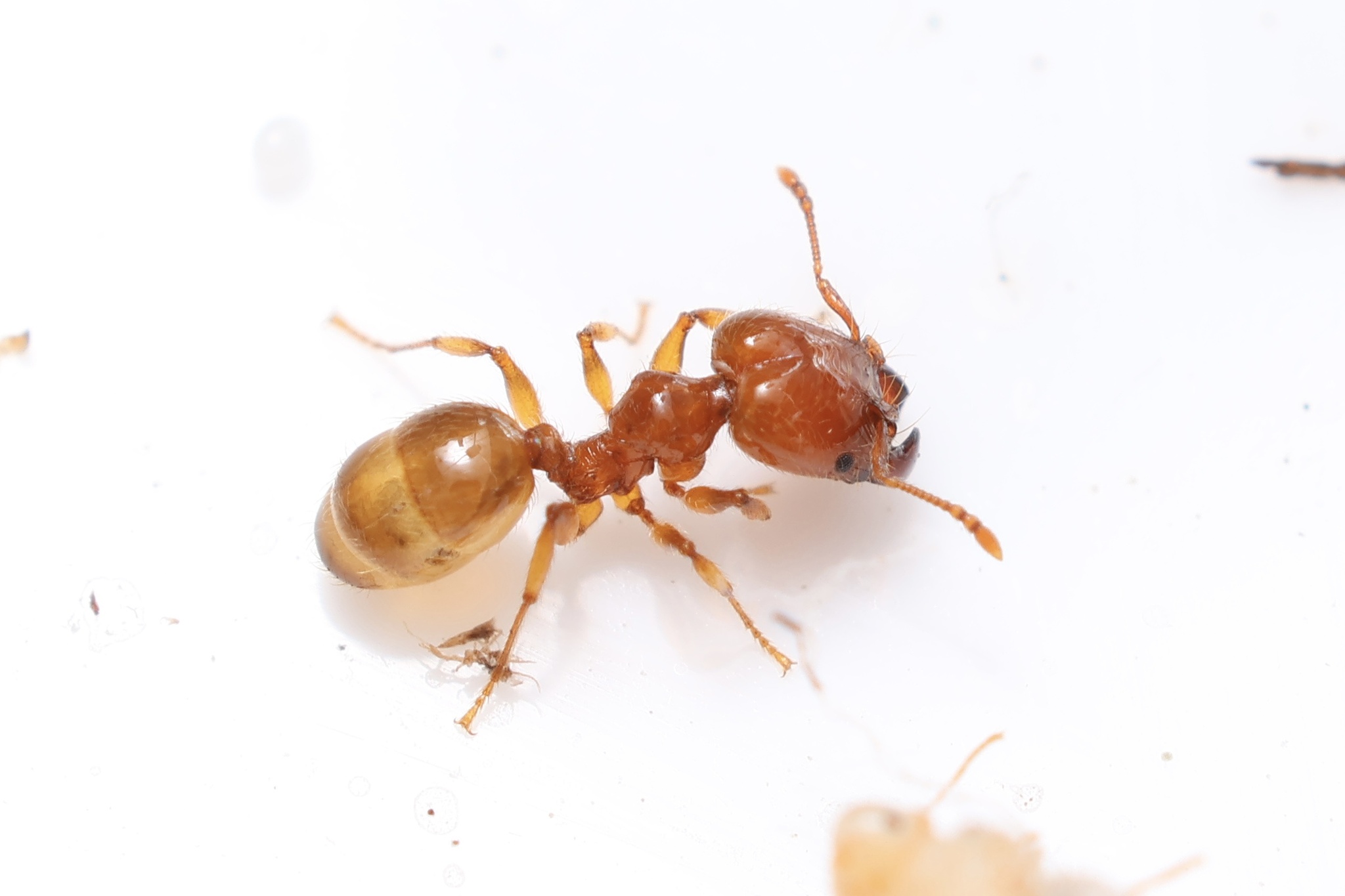 Pheidole vallifica