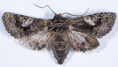 Behrensia conchiformis