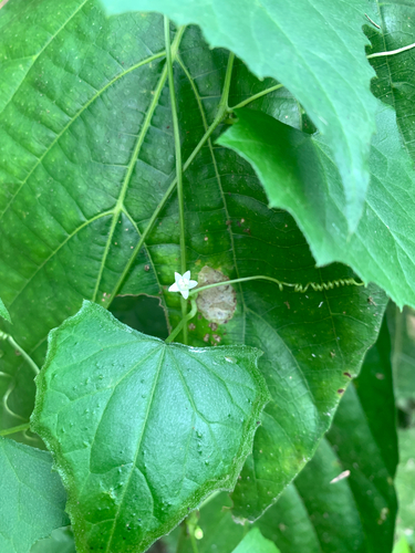 Zehneria guamensis, photograph 4