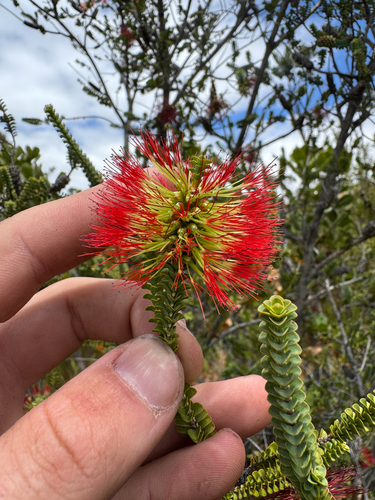 Melaleuca orbifolia