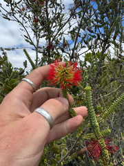Melaleuca orbifolia, photograph (c) Tyler Anthony, some rights reserved (CC BY)