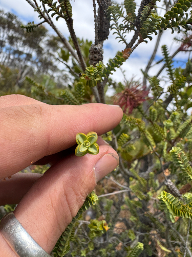 Melaleuca orbifolia, photograph 4