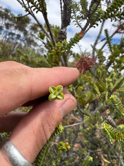 Melaleuca orbifolia, photograph (c) Tyler Anthony, some rights reserved (CC BY)
