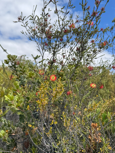 Melaleuca orbifolia, photograph 5