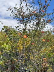 Melaleuca orbifolia, photograph (c) Tyler Anthony, some rights reserved (CC BY)