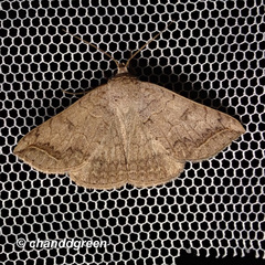 Blasticorhinus rivulosa