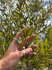 Hakea pandanicarpa, photograph (c) Tyler Anthony, some rights reserved (CC BY)