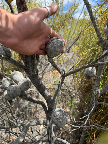 Hakea pandanicarpa, photograph 2