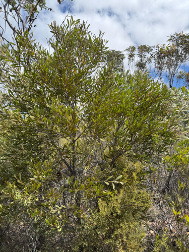 Hakea pandanicarpa, photograph 4