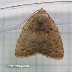 Anachrostis