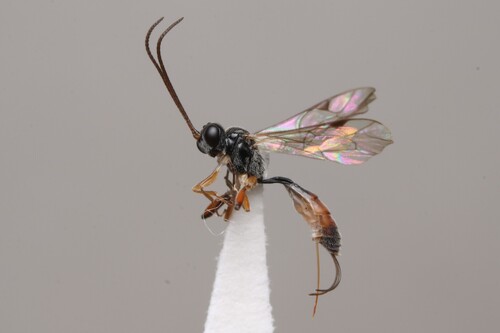 Bathythrix fragilis
