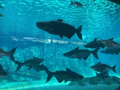 Mekong Giant Catfish photo 4