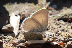 Celastrina echo echo