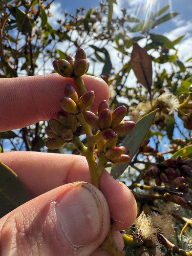 Eucalyptus uncinata observed 2026-02-04