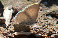 Celastrina echo echo