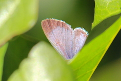 Celastrina echo echo