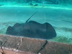 Giant Freshwater Ray photo 3