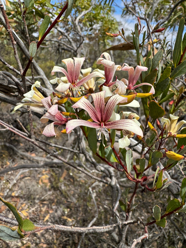 Marianthus bicolor (Marianthus bicolor)