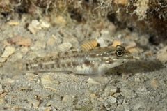 Bridled Goby photo 3