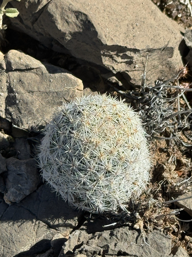Orcutt's Foxtail Cactus (Escobaria sneedii)