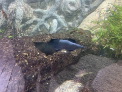 Fire Eel photo 4