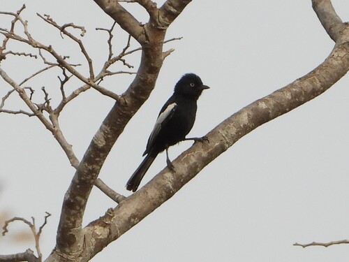 iNaturalist image