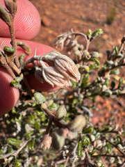 Finger flower (Guichenotia anota)
