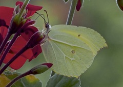 Gonepteryx nepalensis